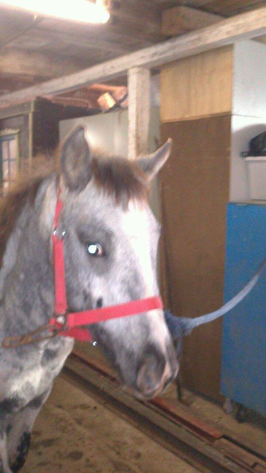 Knabstrupper fantexzo ( tidligere hest) billede 8