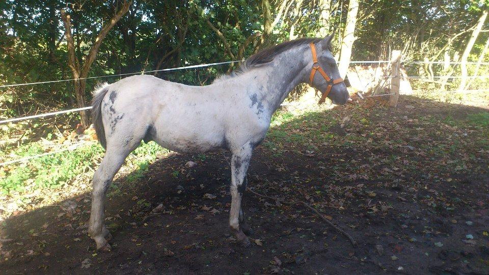 Knabstrupper fantexzo ( tidligere hest) - den dag han kom hjem billede 9