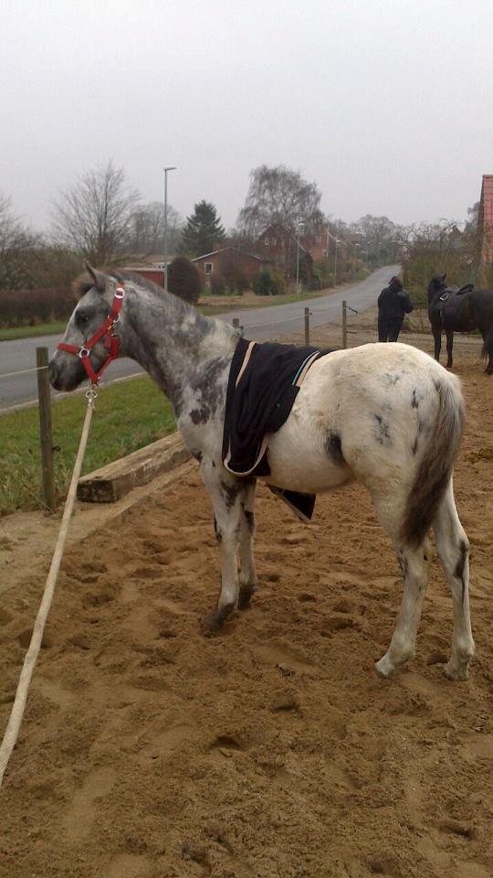 Knabstrupper fantexzo ( tidligere hest) - første gang med tæppe på ryg billede 10
