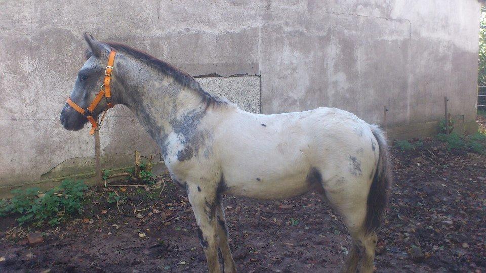 Knabstrupper fantexzo ( tidligere hest) billede 11