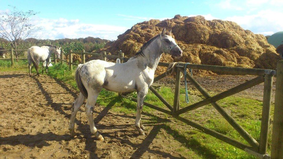 Knabstrupper fantexzo ( tidligere hest) - anden gang jeg så ham billede 12
