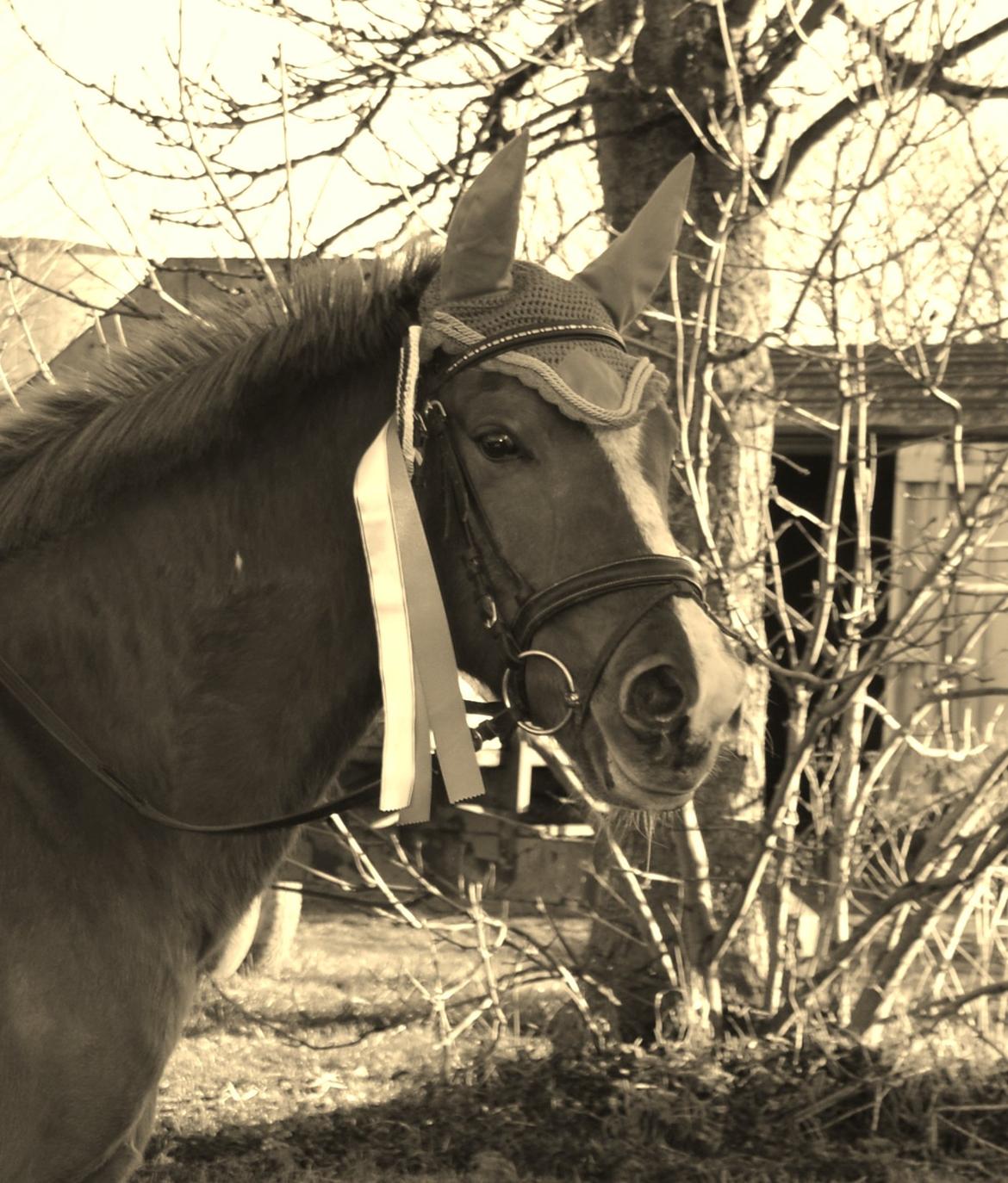 Anden særlig race Lady - 

Ingen som du<3 billede 2