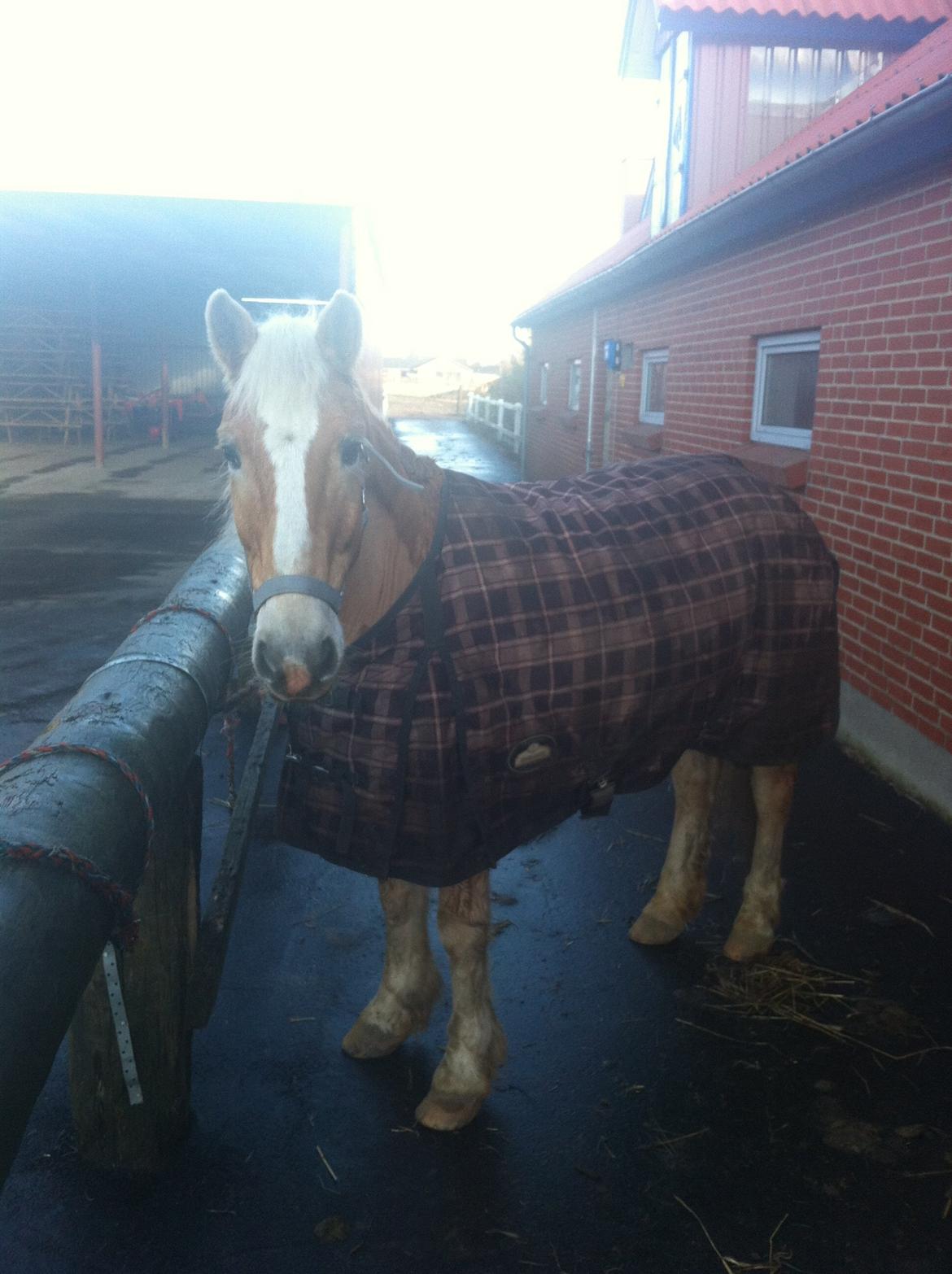 Haflinger Dominique Høgh - Det her blik får jeg hver gang jeg er på vej billede 13