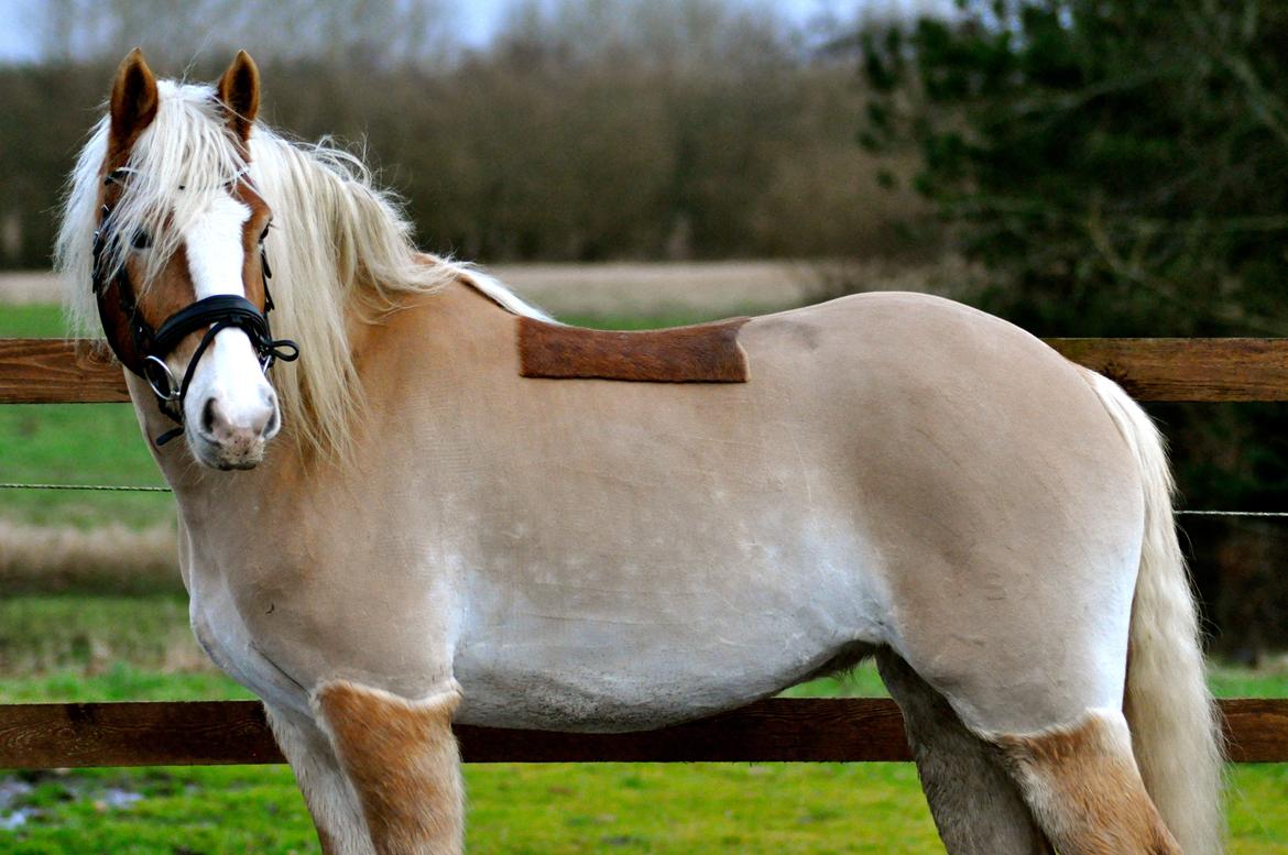 Haflinger LuLu Lakisha - Velkommen til Lakisha's profil :-)  billede 12