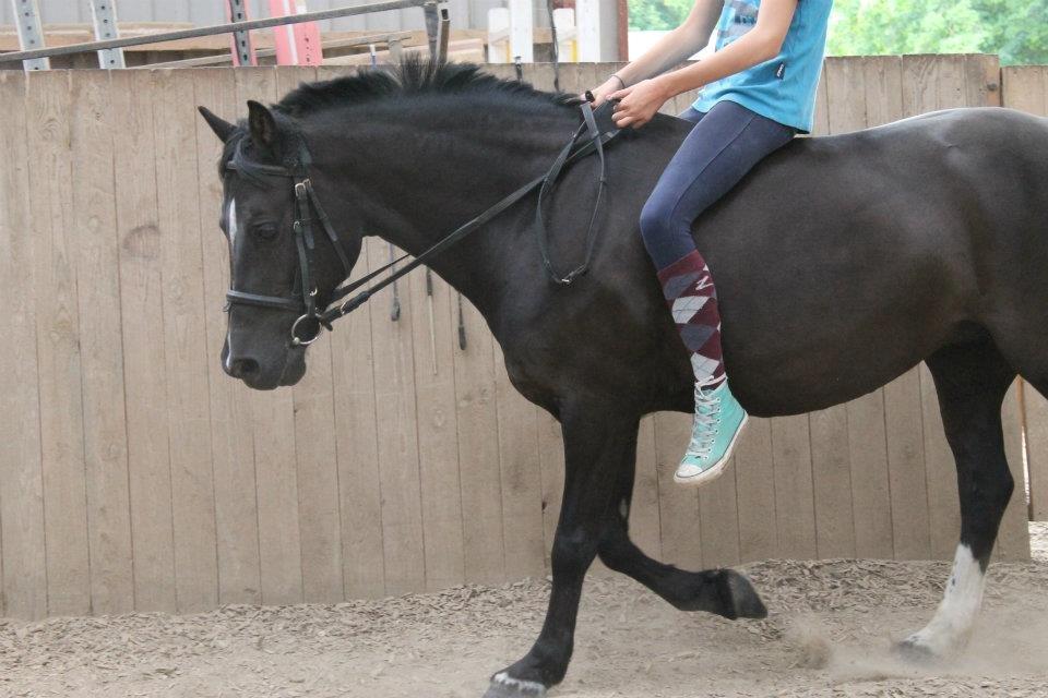 Welsh Pony af Cob-type (sec C) Rytterbjergets Neria billede 12