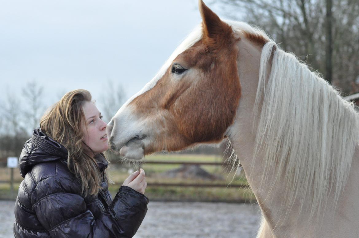 Haflinger LuLu Lakisha - der er intet bedre end hvis der er kærlighed i mellem hest og rytter <3  billede 5