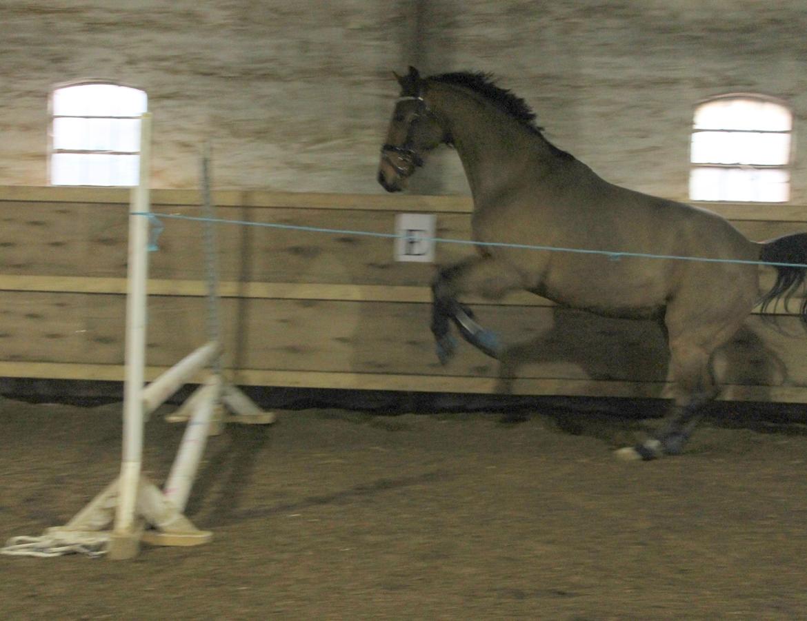 Tysk Varmblod Mac Kenroy - Løsspringning Lørdag d. 24.11.12 billede 15