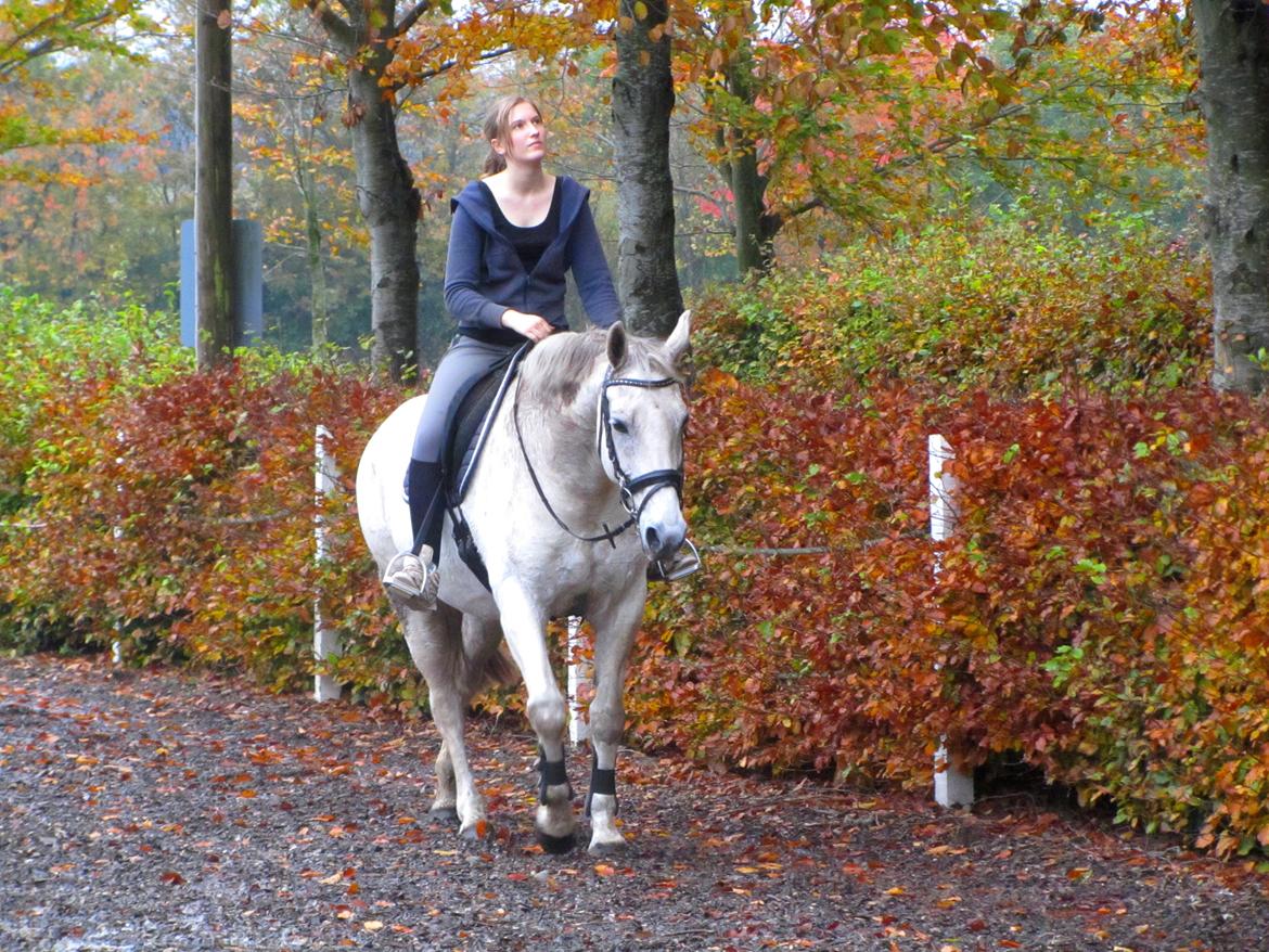 Anden særlig race Marquia - 20. oktober 2012. Foto: Britt Olsen billede 1