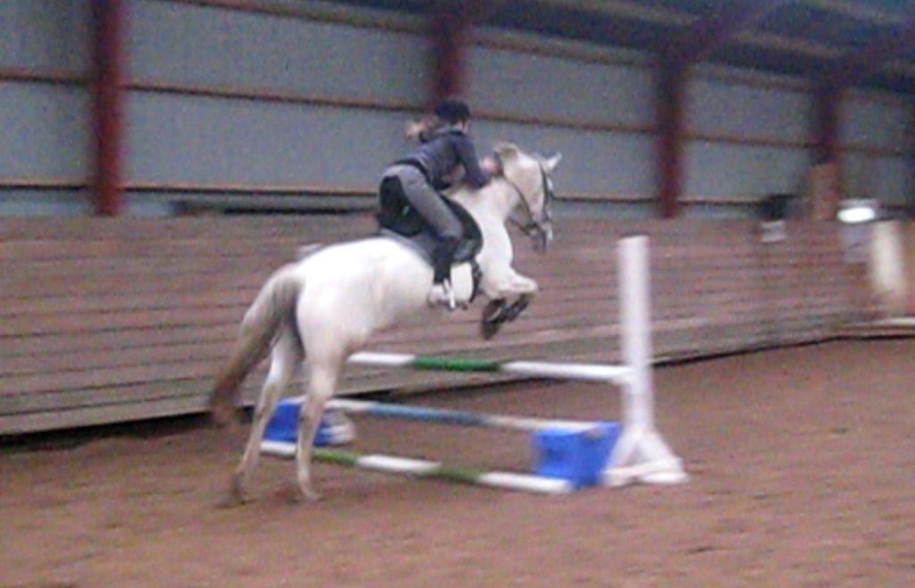 Anden særlig race Marquia - 17. november 2012, første gang jeg sprang på Marquia :) Foto: Britt Olsen billede 13