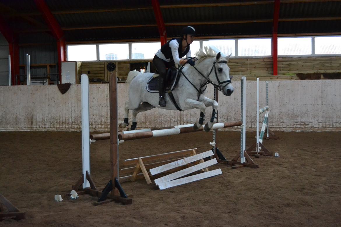 Hollandsk Sportspony Guido - Spring træning. billede 3