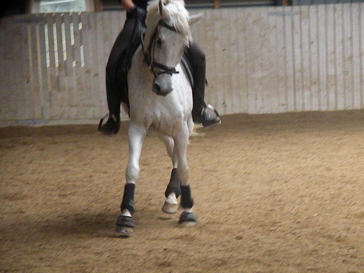 Hollandsk Sportspony Guido - Dressur tæning. billede 2