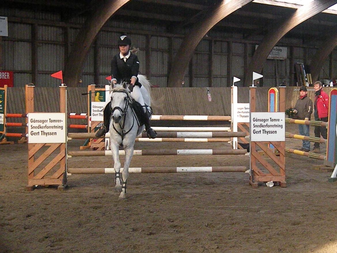 Hollandsk Sportspony Guido - U-LA* - Mønterhøj Aabenraa. billede 1