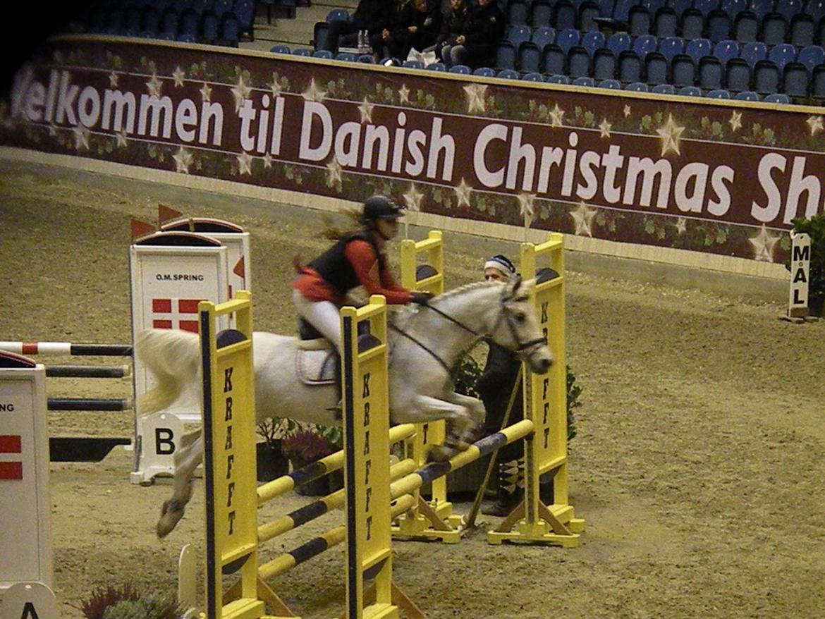 Hollandsk Sportspony Guido - LB** - Danish Christmas Show Warm Up. billede 6
