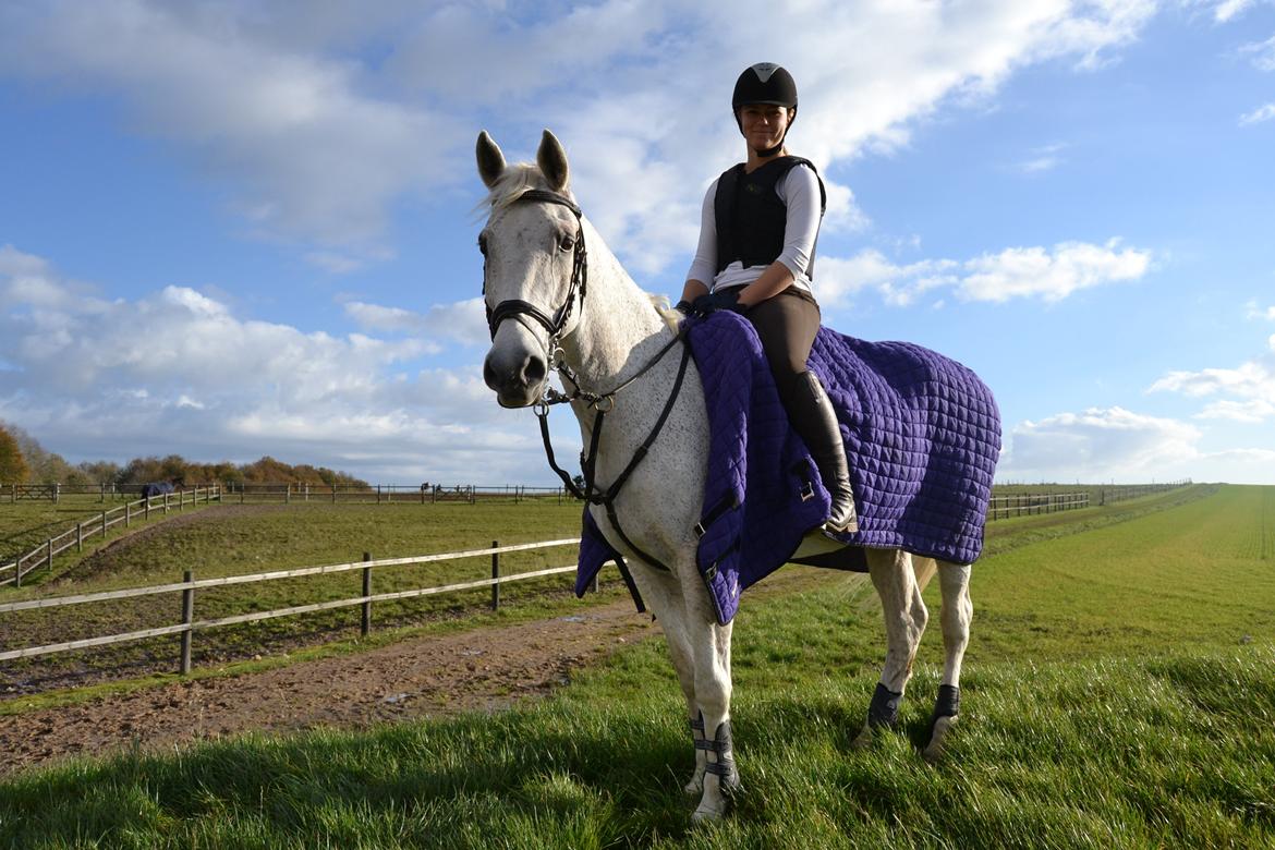 Hollandsk Sportspony Guido billede 10