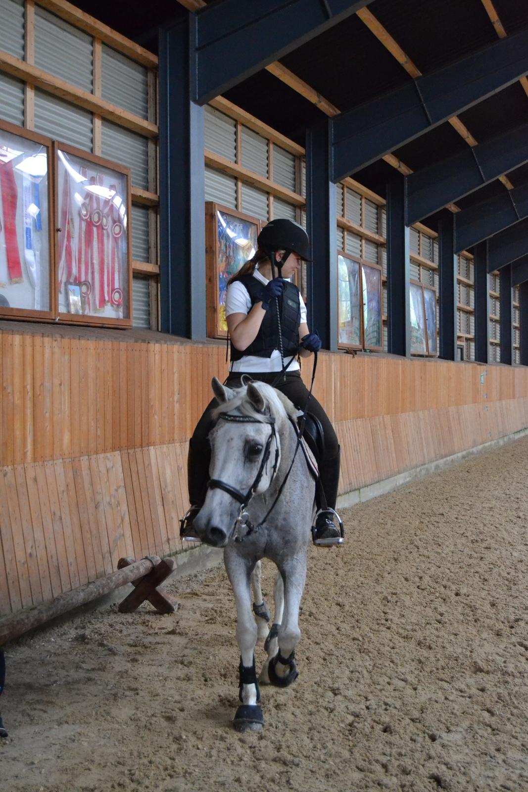 Hollandsk Sportspony Guido billede 12