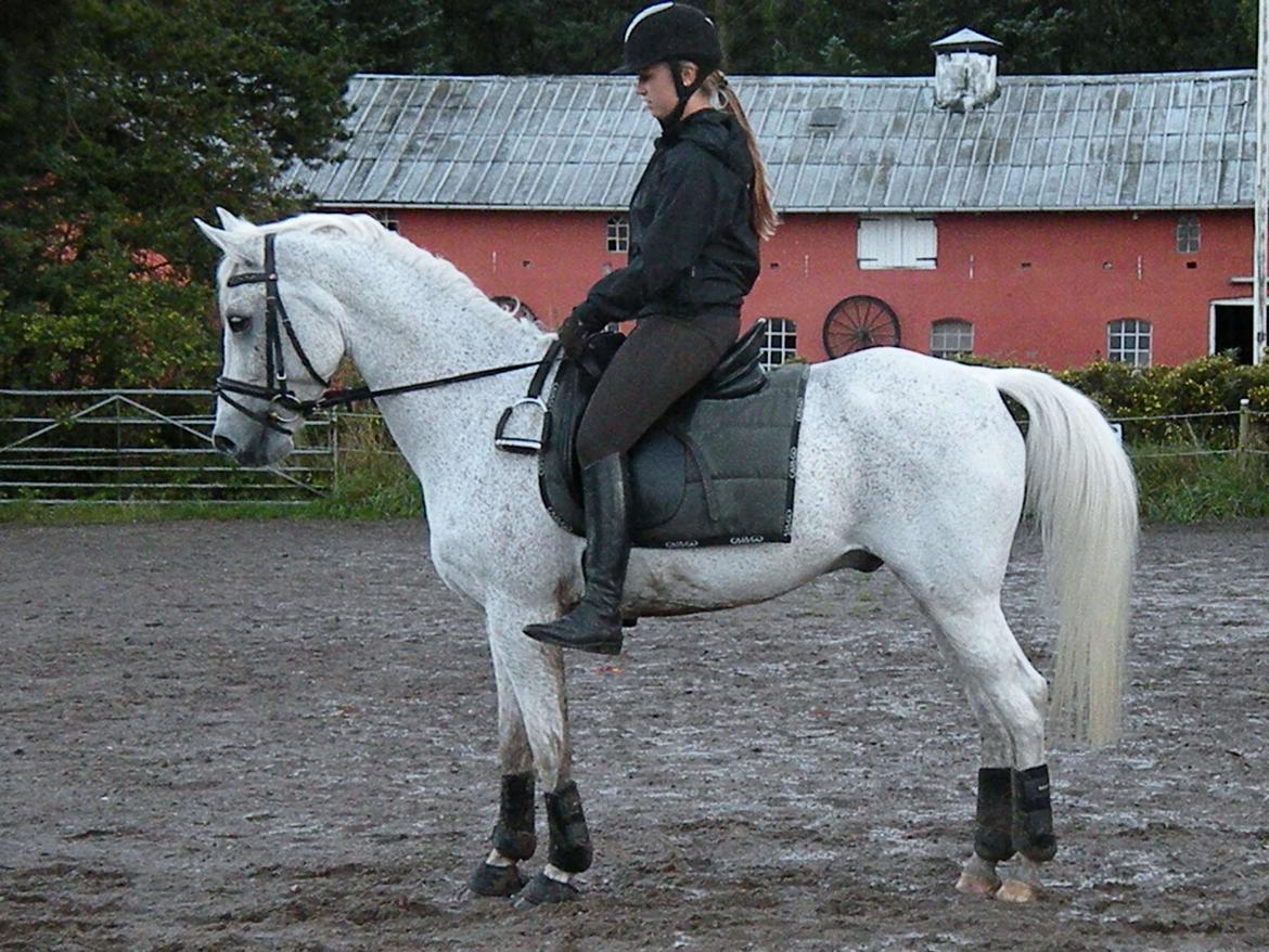 Hollandsk Sportspony Guido - Fin parade. billede 13