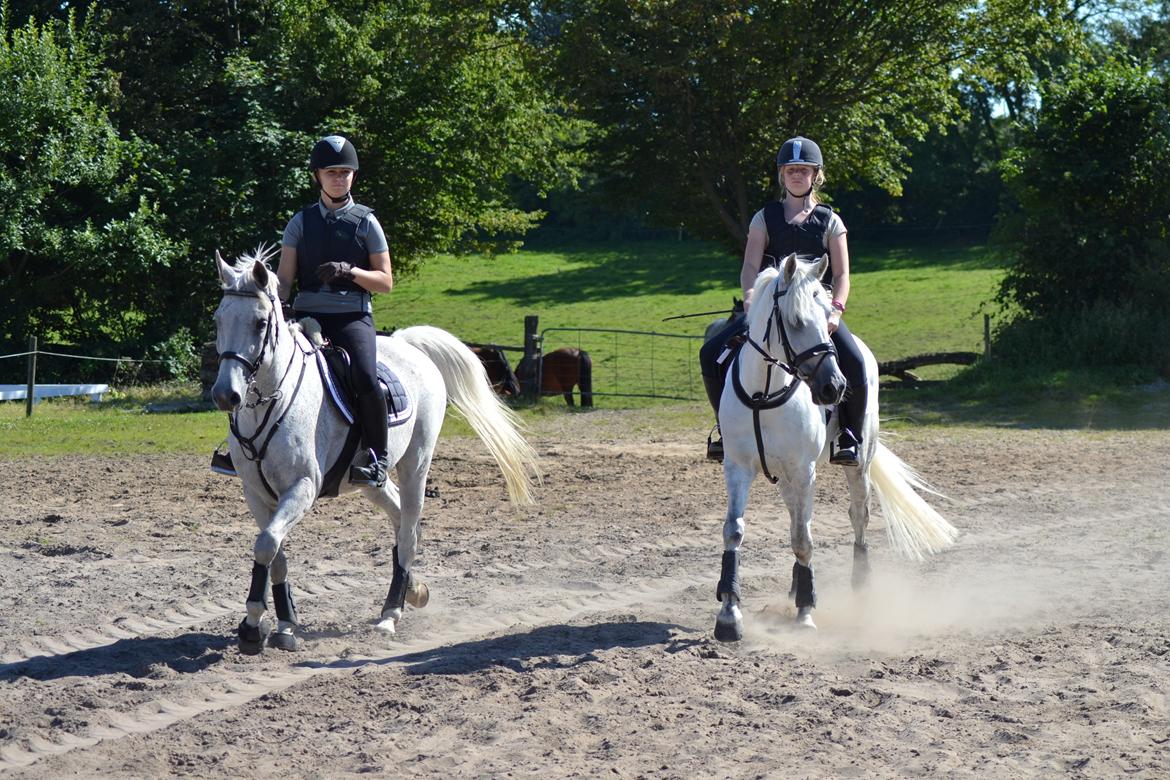 Hollandsk Sportspony Guido - Frodo og Guido i sønderskov. billede 14