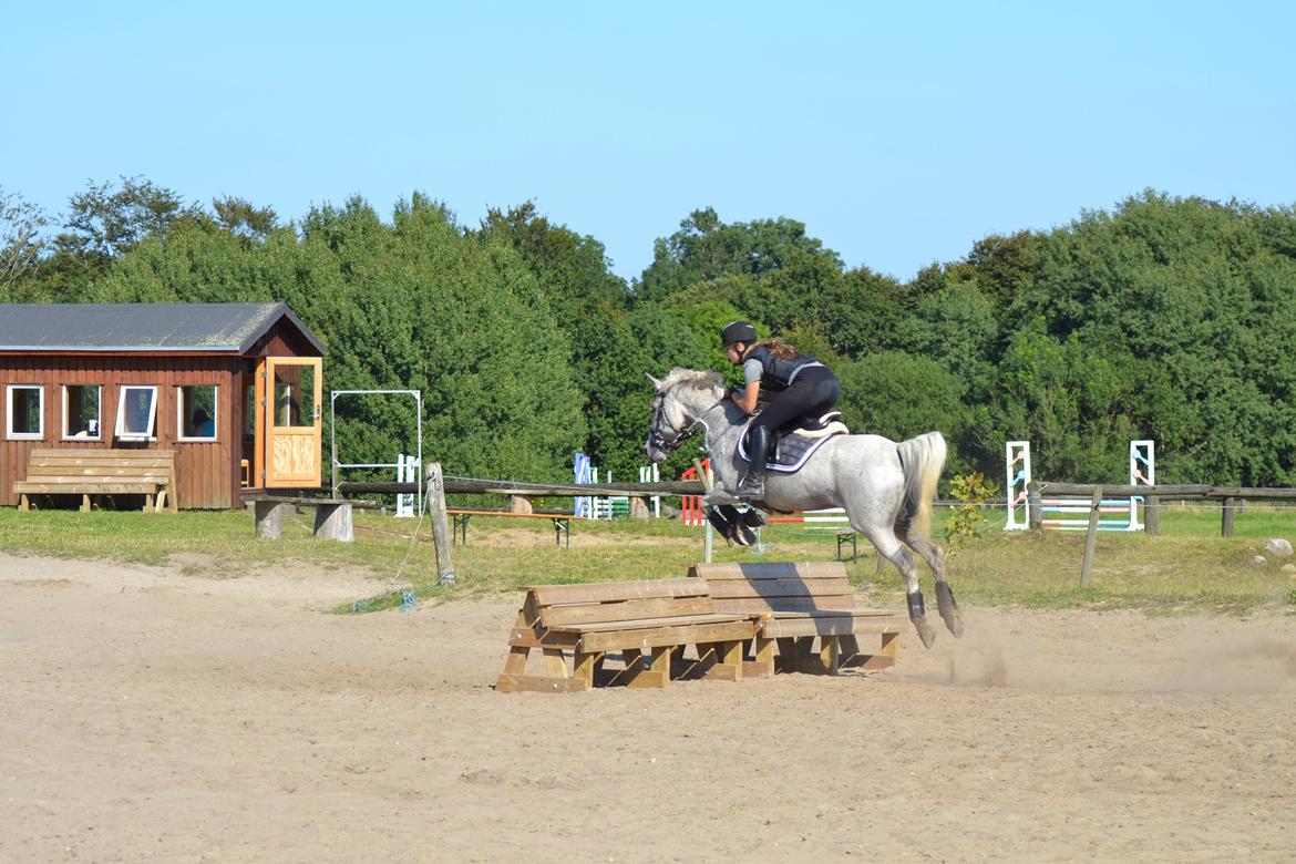 Hollandsk Sportspony Guido - Tærren træning i sønderskov. billede 15