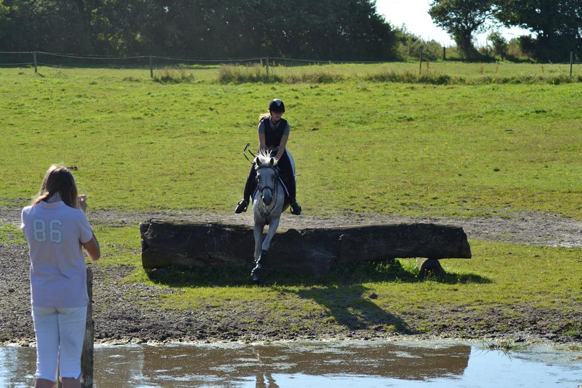 Hollandsk Sportspony Guido billede 16