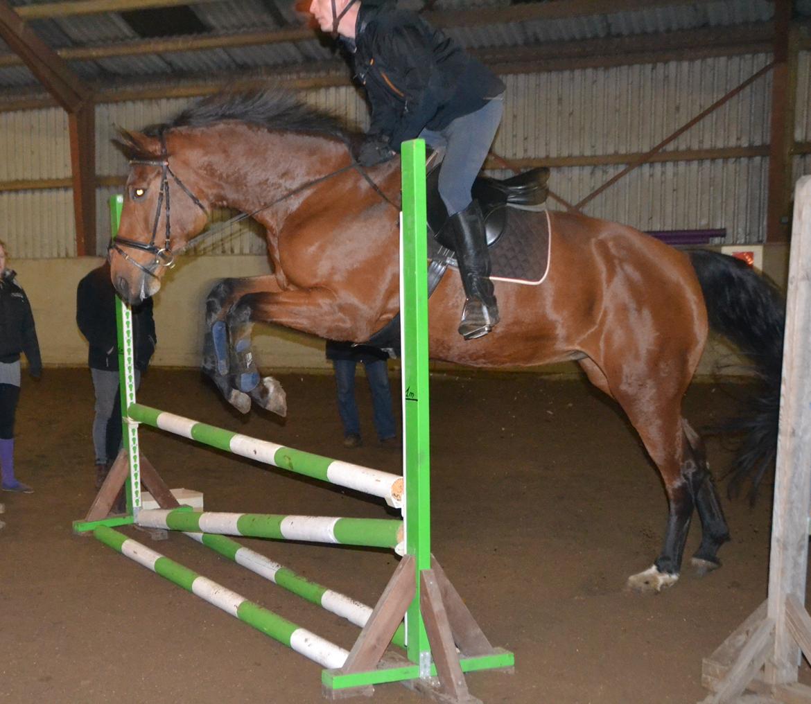 Dansk Varmblod Damgårdens Magic Light billede 15