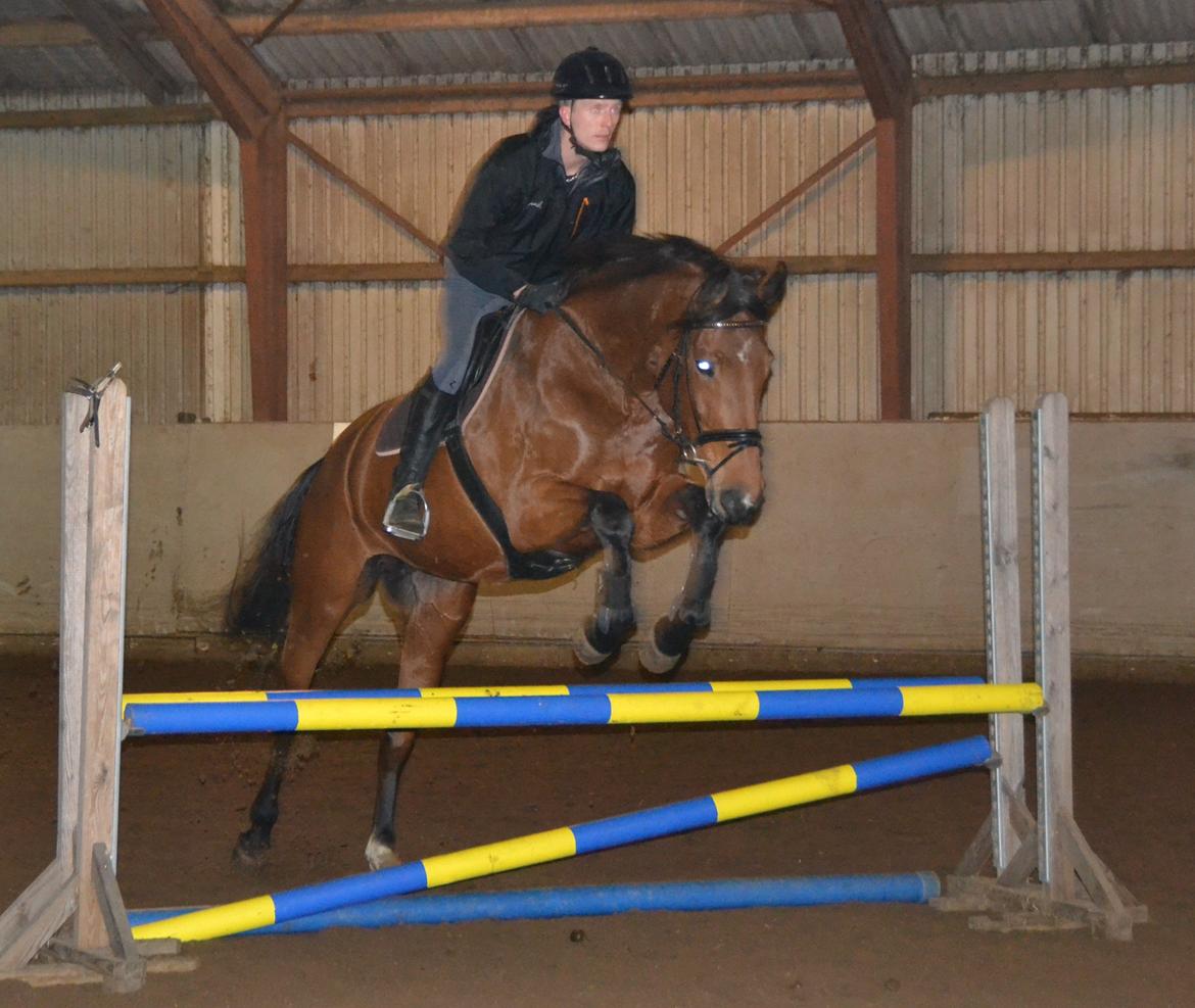 Dansk Varmblod Damgårdens Magic Light billede 16