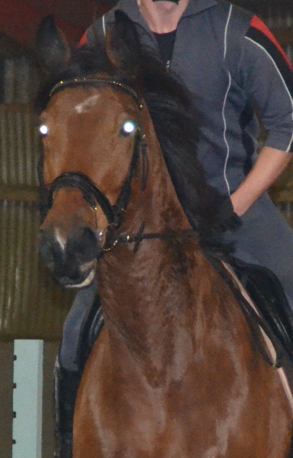 Dansk Varmblod Damgårdens Magic Light billede 17