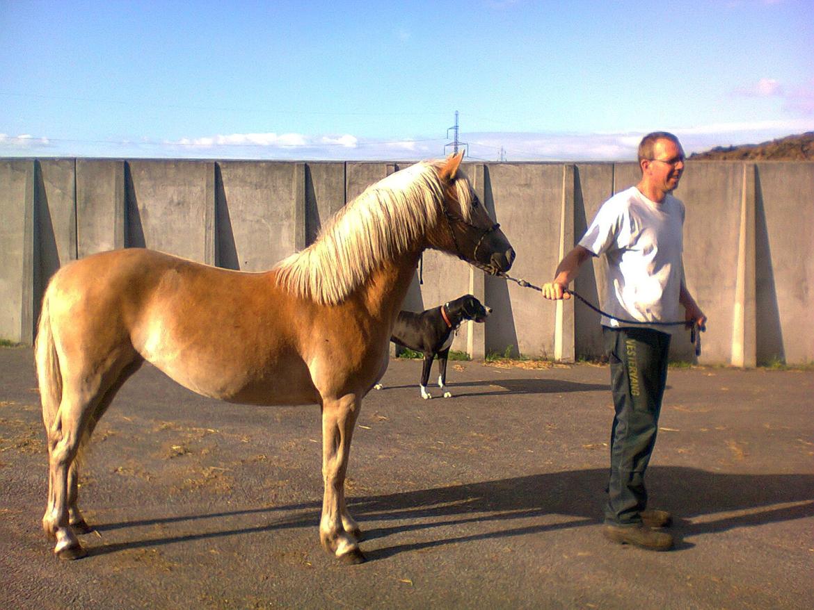 Haflinger Vestervangs Vanilia! - Far på gåtur med tøsen inden hun blev solgt.. <3 billede 18