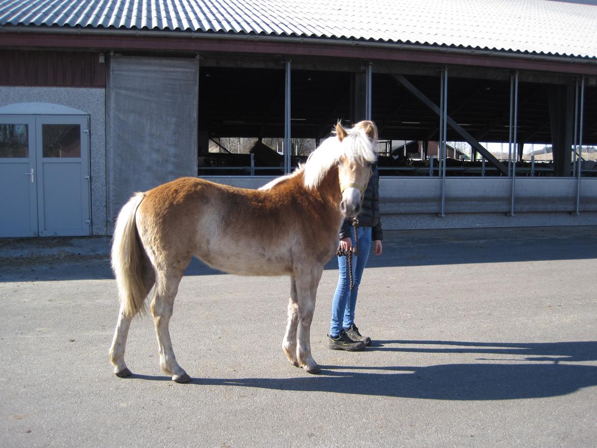 Haflinger Vestervangs Vanilia! - Smukke dig! ;D billede 19