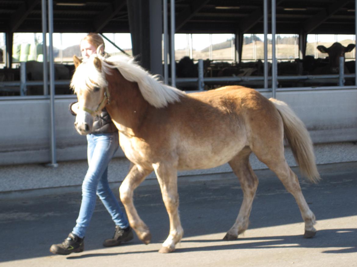 Haflinger Vestervangs Vanilia! - Velkommen til Vanilias profil! :D billede 1