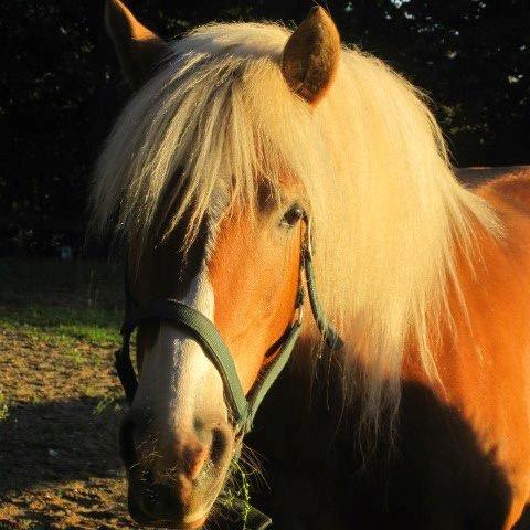 Haflinger Maddy - Smukke dig Tøz! billede 1