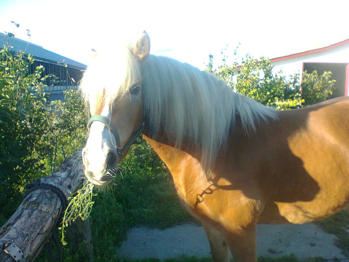 Haflinger Maddy - Dagen hvor hun kom hjem <3  billede 2