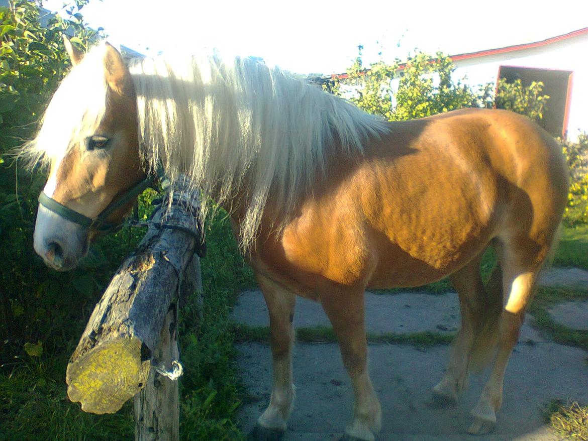 Haflinger Maddy billede 3