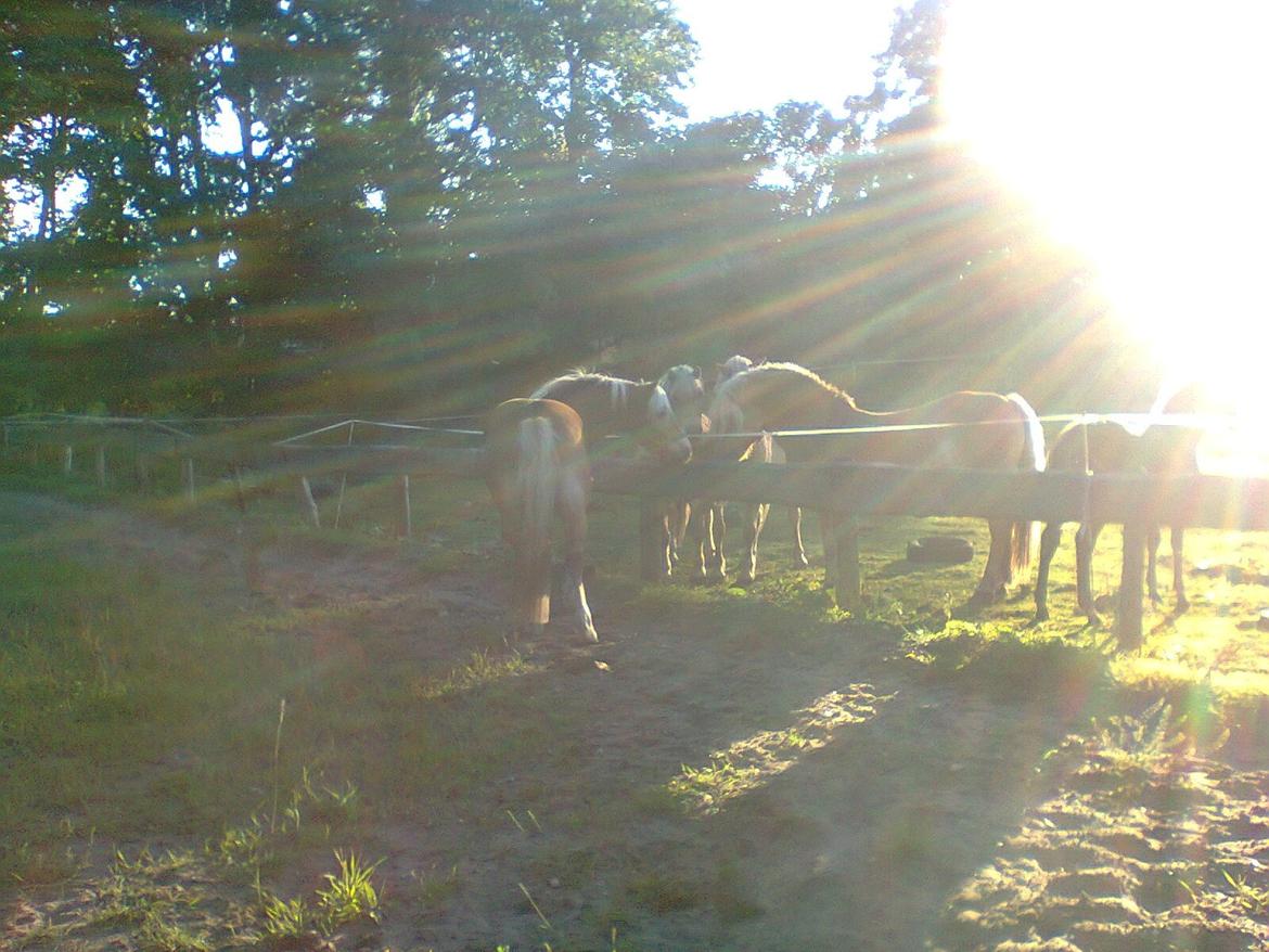 Haflinger Maddy - Uuh andre heste!! :) billede 4