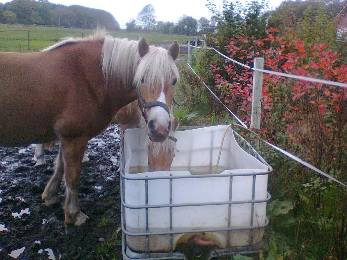 Haflinger Maddy - "hej med dig" billede 5