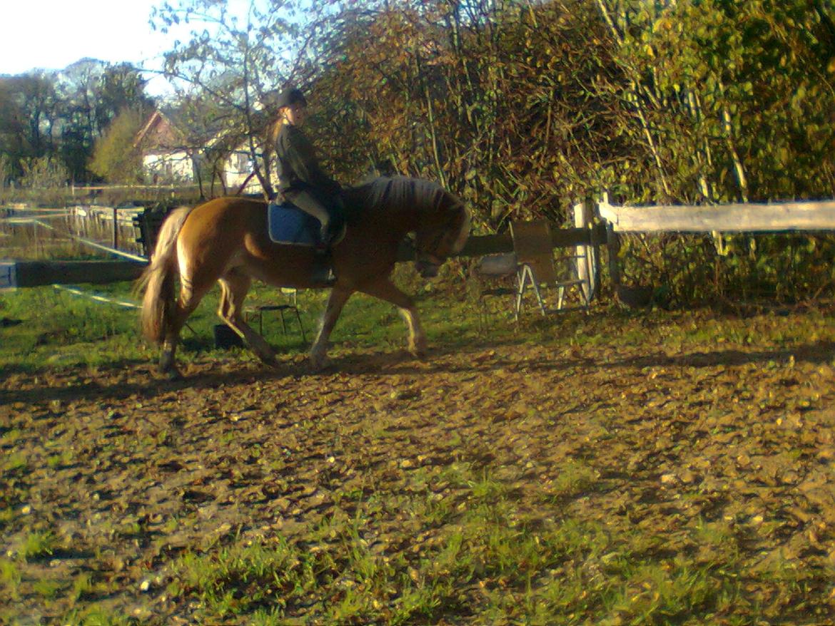 Haflinger Maddy - Dressur med Sidsel :D billede 6