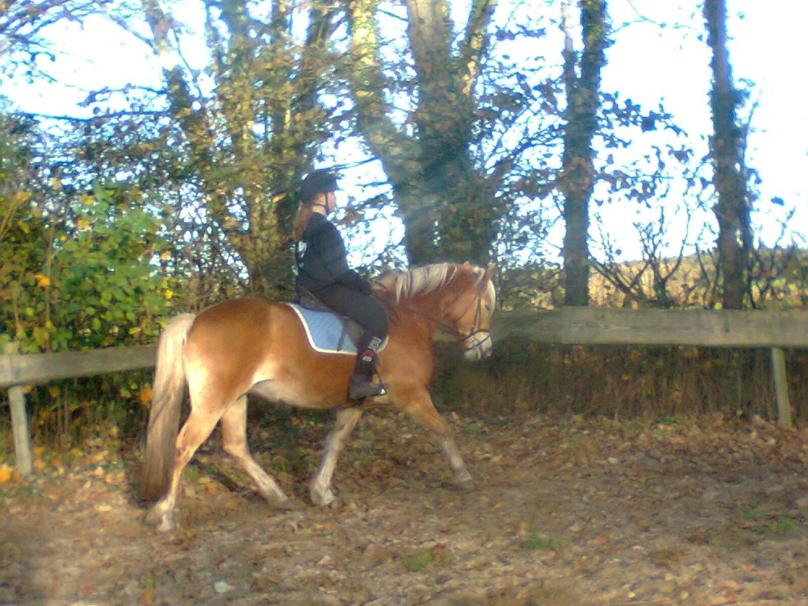 Haflinger Maddy billede 7