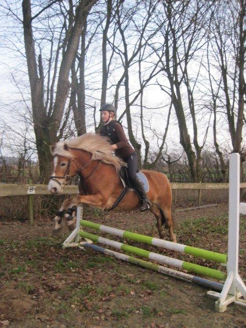 Haflinger Maddy - Lidt spring med mig :) billede 8
