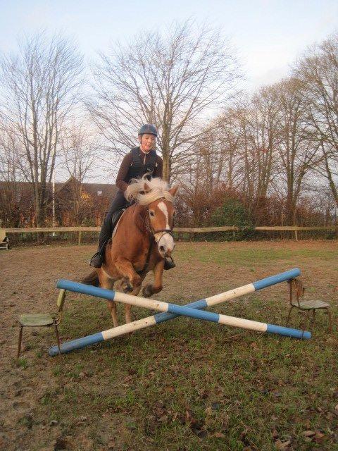 Haflinger Maddy billede 9