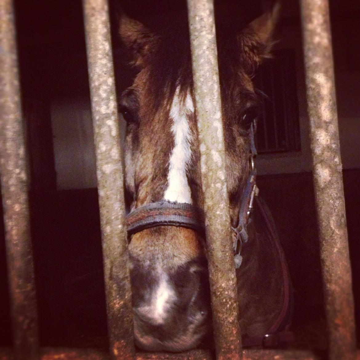 Anden særlig race Blixem - cute:-* billede 17