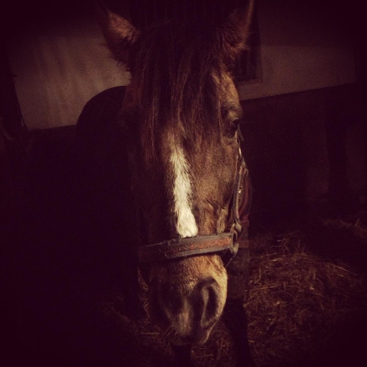 Anden særlig race Blixem - træt efter træning:) billede 18