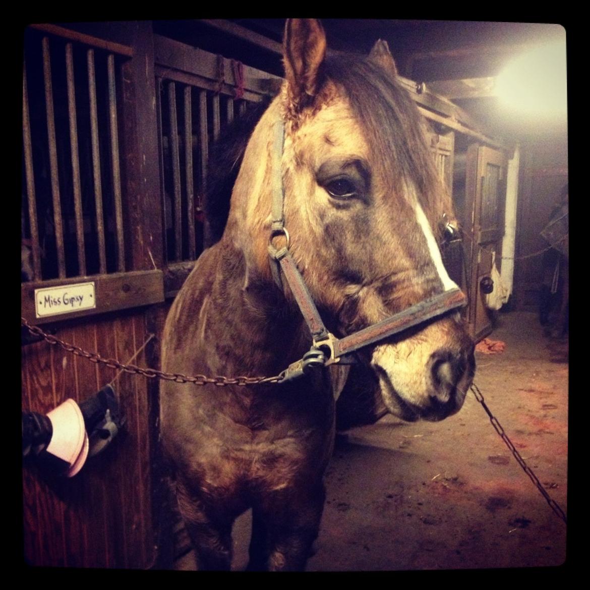 Anden særlig race Blixem - love you<3 billede 11