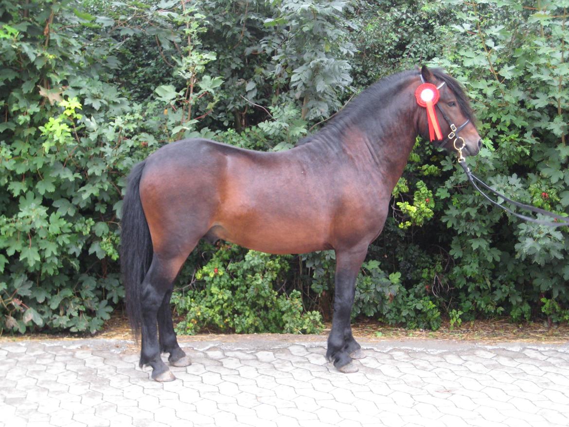 Dartmoor Anc-Neu Kao billede 1