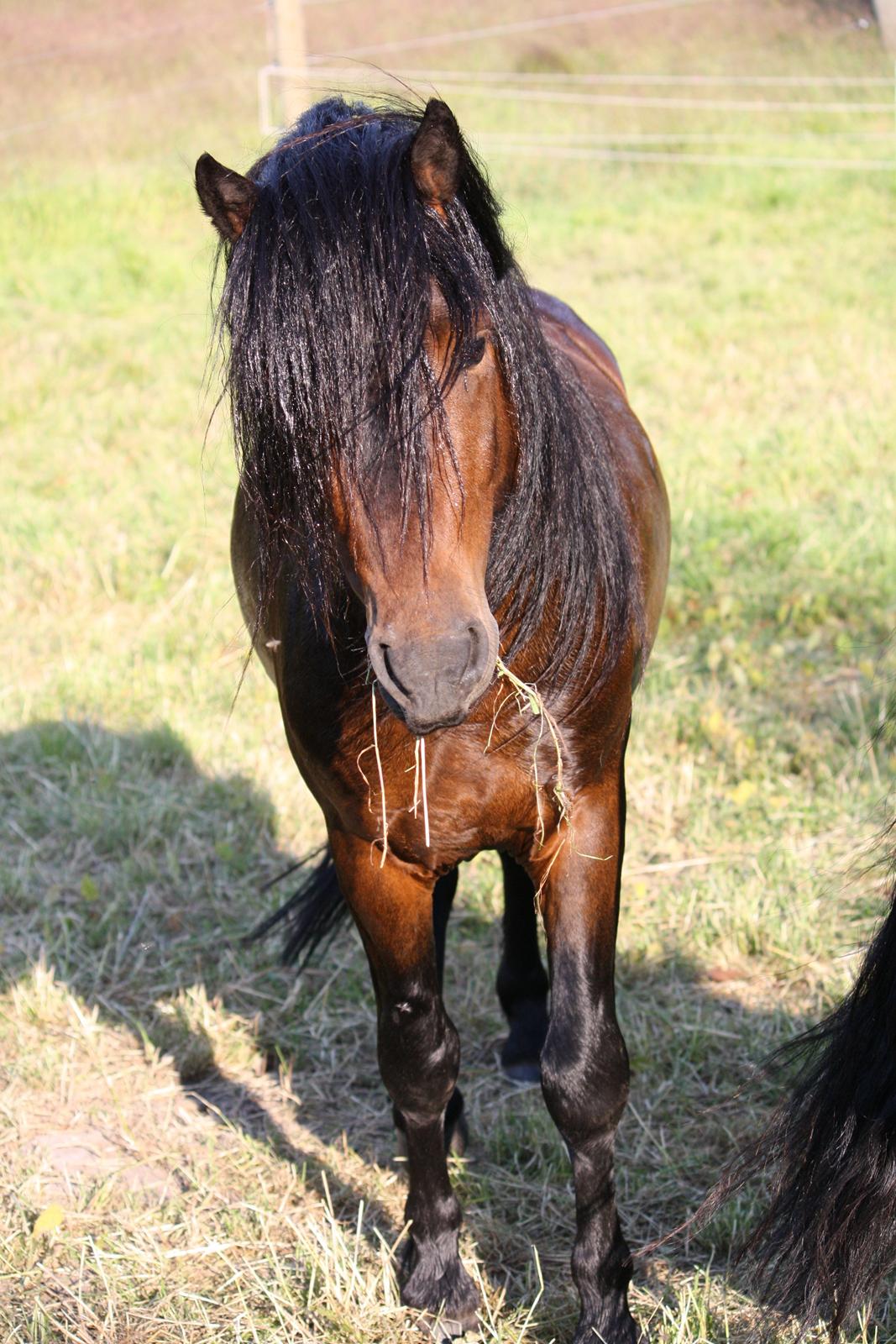 Dartmoor Anc-Neu Kao billede 15