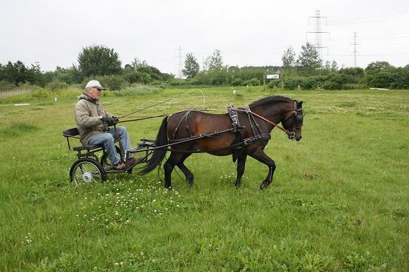 Dartmoor Anc-Neu Kao billede 2