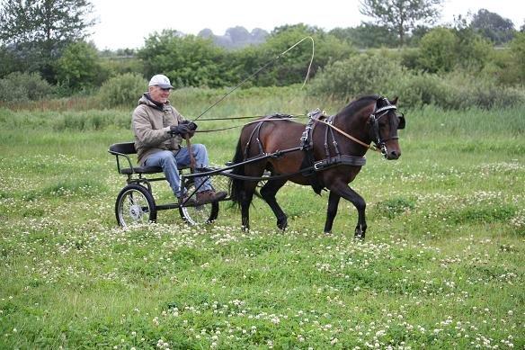 Dartmoor Anc-Neu Kao billede 16