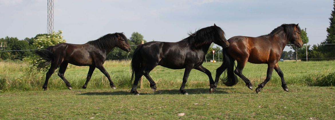 Dartmoor Anc-Neu Kao billede 17