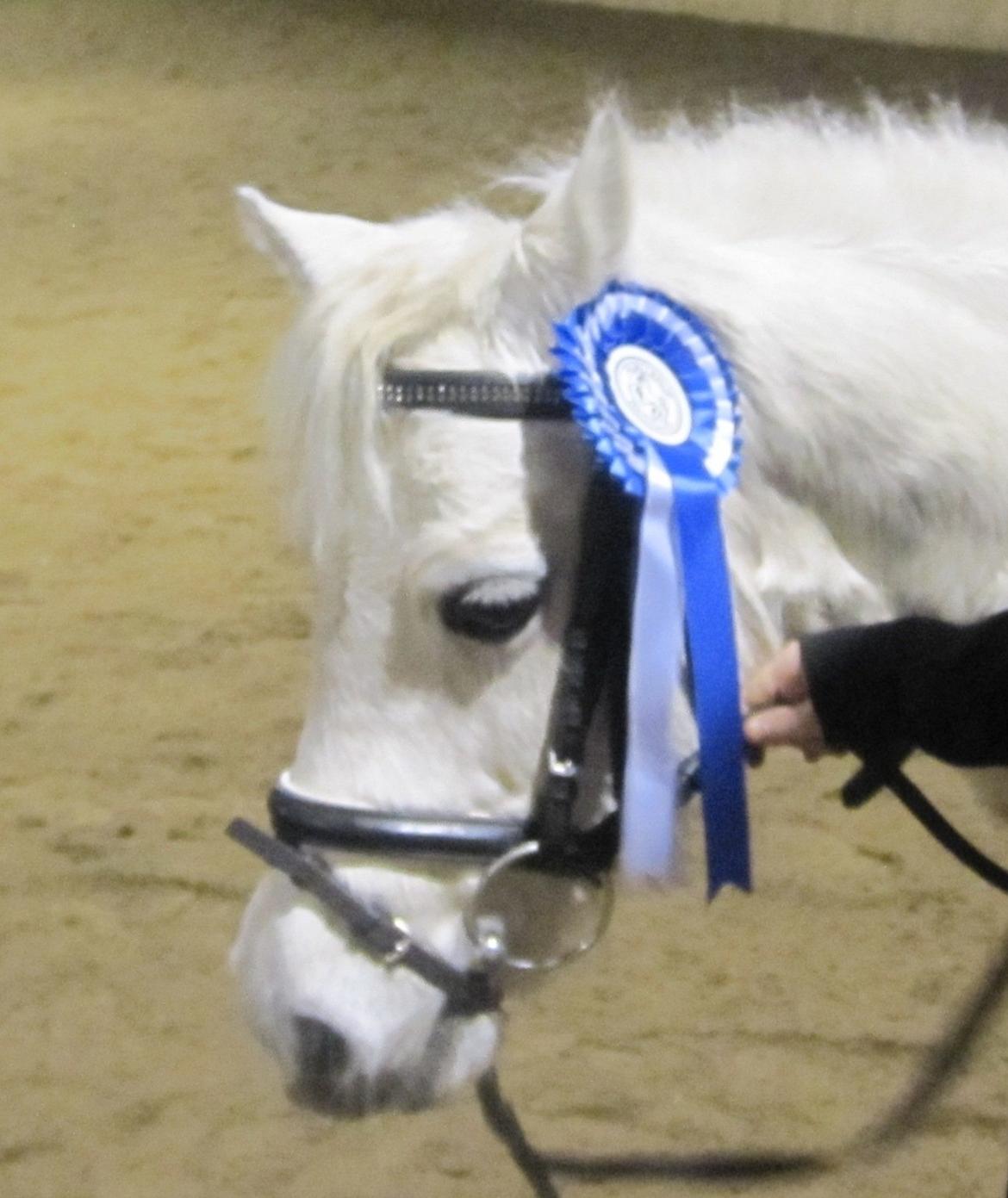 Welsh Mountain (sec A) Rosso Bianco - Rosso,med sin fine roset :D billede 16