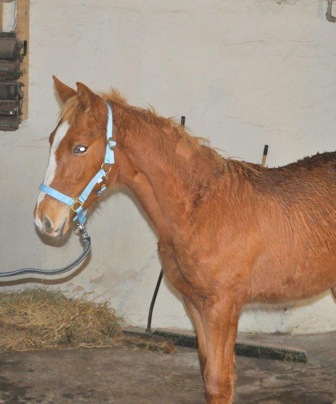 Frederiksborg Nytoftgaards Akado billede 2