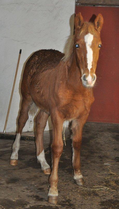 Frederiksborg Nytoftgaards Akado billede 3