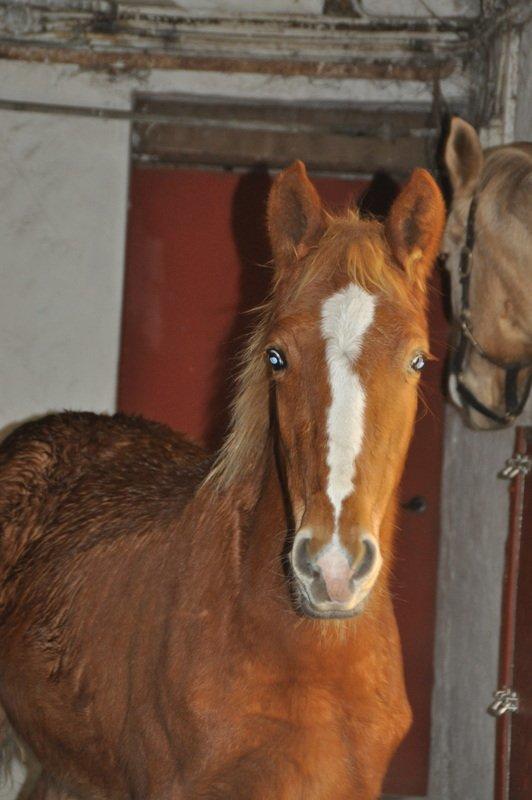 Frederiksborg Nytoftgaards Akado billede 4